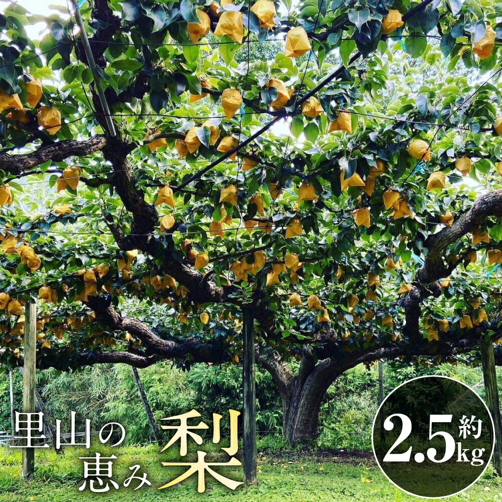 【ふるさと納税】里山の恵み梨 約2.5kg 梨 なし 果物 くだもの フルーツ 果実 豊水 あきづき 秋麗 新興  新高 国産 九州 熊本県 送料無料 【2025年8月下旬発送開始】