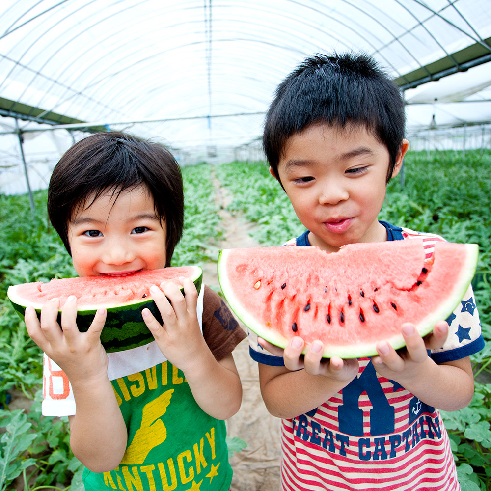 ふるさと納税 植木工作 すいか L大きさ かれこれ6kg スイカ 西瓜 果物 フルーツ 熊本マーケット産 熊本すいか 九州産 貨物輸送無料 Acilemat Com