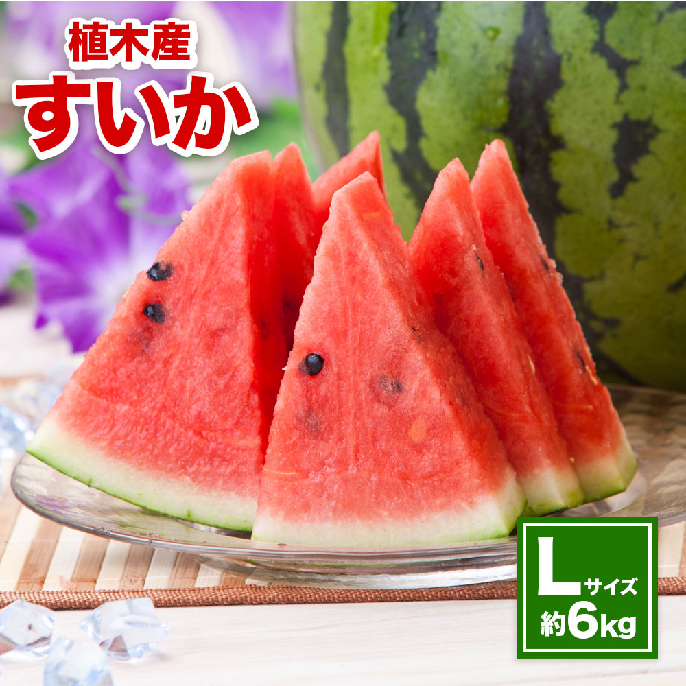 【ふるさと納税】 植木産 すいか Lサイズ 約6kg スイカ 西瓜 果物 フルーツ 熊本市産 熊本すいか 九州産 送料無料 【2025年4月下旬～6月下旬発送予定】