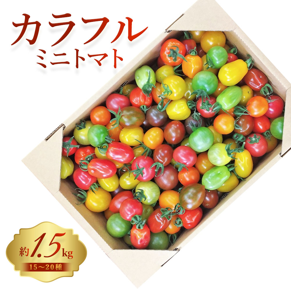 【ふるさと納税】 15～20種のカラフルミニトマト 合計約1.5kg 野菜 ミニトマト プチトマト 完熟 ギフトボックス 化粧箱 新鮮 詰め合わせ サラダ スイーツ 生野菜 冷蔵 ギフト 贈り物  国産 熊本県 九州 有限会社アーティフル 送料無料