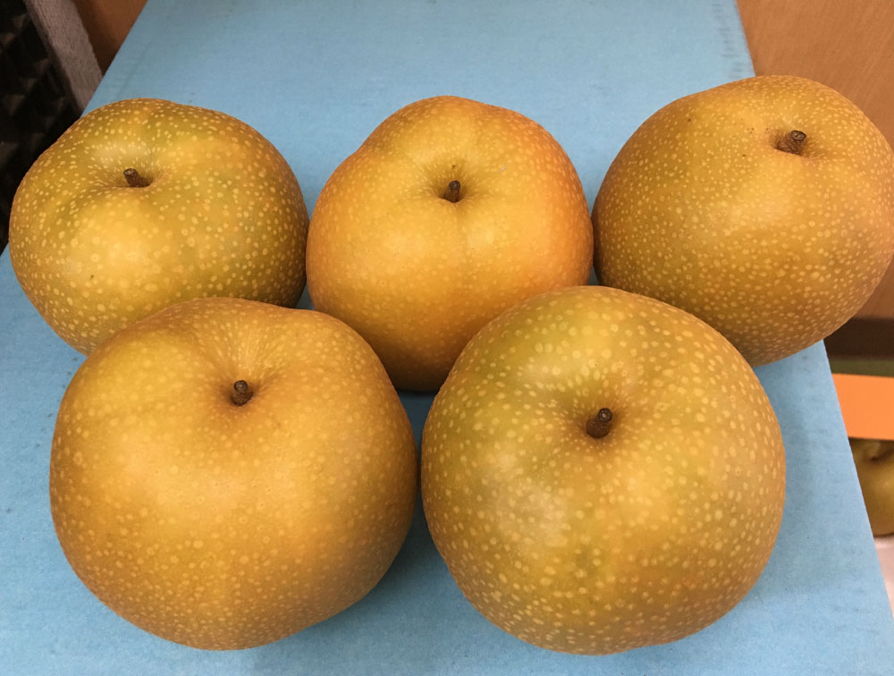 【ふるさと納税】熊本「旬の梨」約5kg（ 幸水 、 豊水 、 あきづき 、 新高 のいずれか 1品種）なし フルーツ くだもの 果物 果実 熊本県産 国産 送料無料 冷蔵【2025年8月下旬～9月下旬発送予定】
