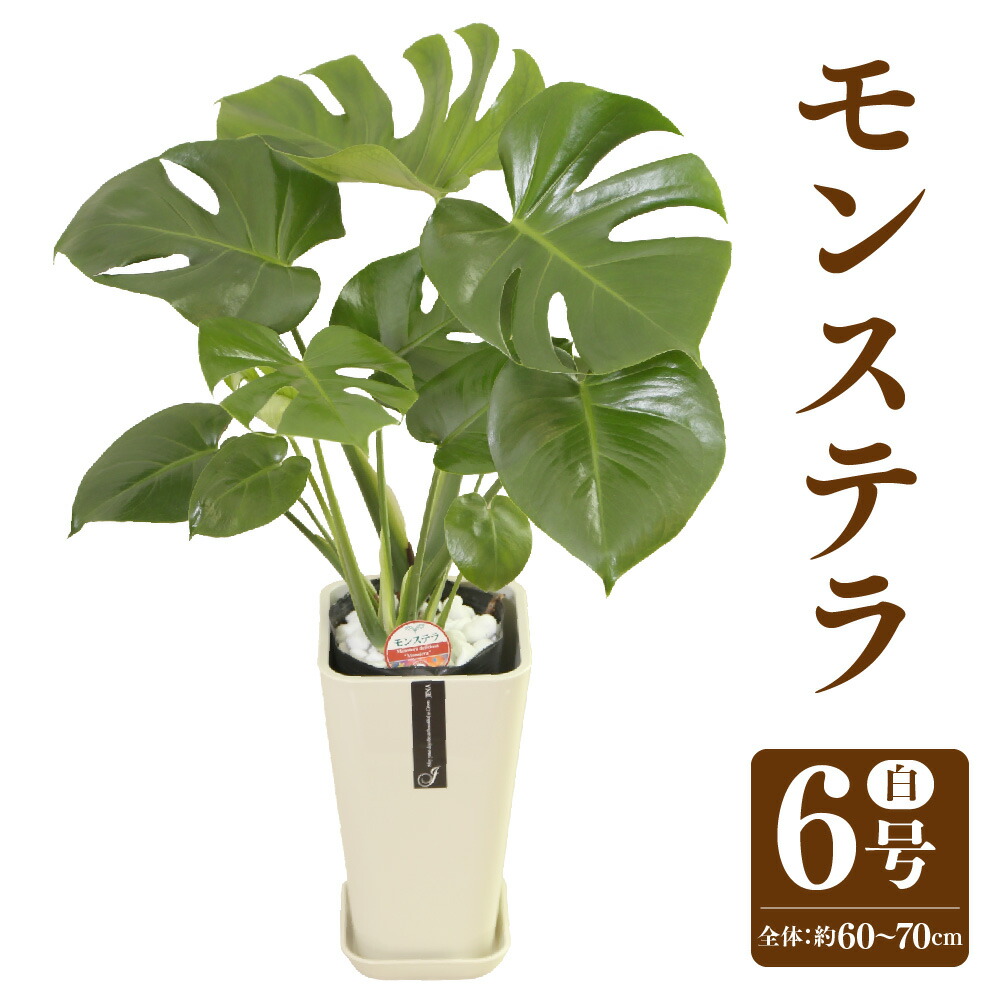 【ふるさと納税】 モンステラ 6号 色つやポット 白 総べての高さ約60～70珊 鉢 観葉草木 草木 室内装飾 今めかしい 差し上げ物 差し上げ物 差し上げ物 開店祝賀会 造営祝賀会 生まれ落ちる日差し上げ物 引き移る祝賀会 熊本県 貨物輸送無料 【3月上旬-10月下旬送りとどける】