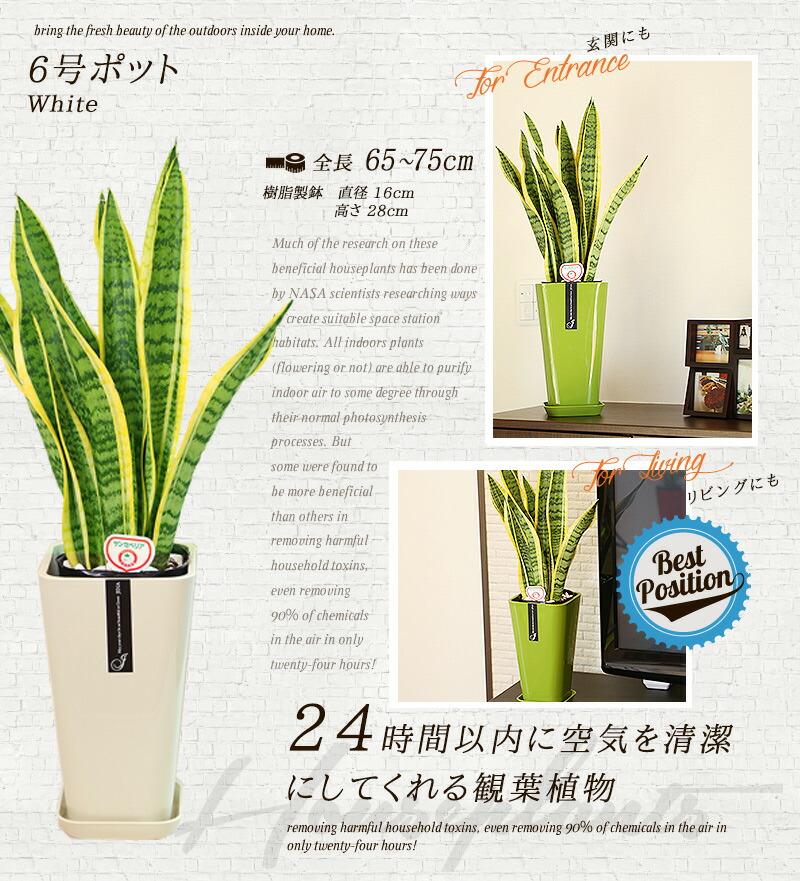 楽天市場 ふるさと納税 サンスベリア 6号 カラーポット 白 全体の高さ約65 75cm 鉢 観葉植物 植物 インテリア おしゃれ ギフト 贈り物 プレゼント 開店祝い 新築祝い 誕生日プレゼント 引越し祝い 熊本県 送料無料 熊本県熊本市
