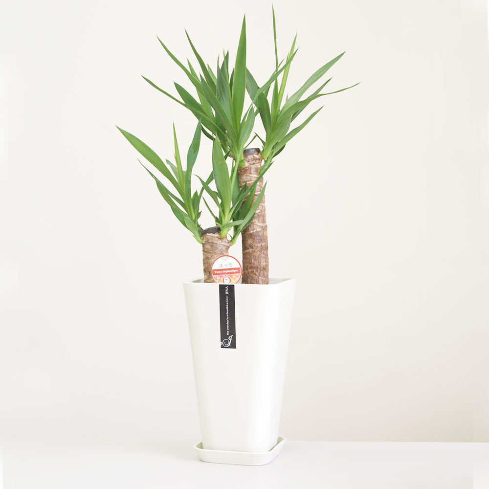 日本人気超絶の ユッカ 6号 カラーポット 白 全体の高さ約65 75cm 鉢 観葉植物 植物 インテリア おしゃれ ギフト 贈り物 プレゼント 開店祝い 新築祝い 誕生日プレゼント 引越し祝い 熊本県 送料無料 Fucoa Cl