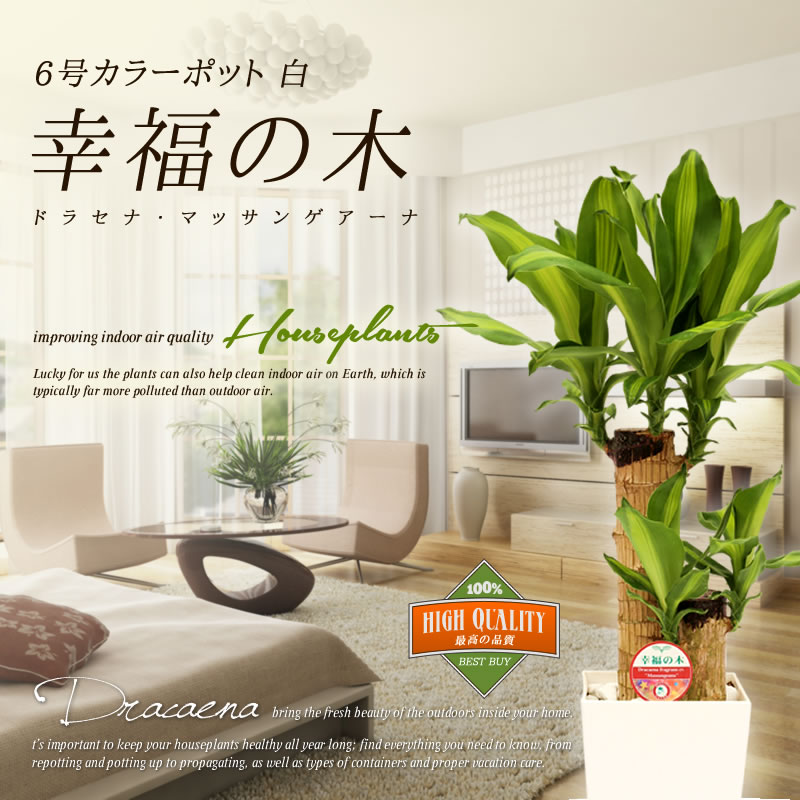 ふるさと納税 幸福の木 6号 カラーポット 白 全体の高さ 約60 70cm ドラセナ 鉢 観葉植物 植物 室内 おしゃれ インテリア 熊本県産 九州 国産 松村農園 送料無料 21年7月上旬から順次発送予定 Amedf Com Br