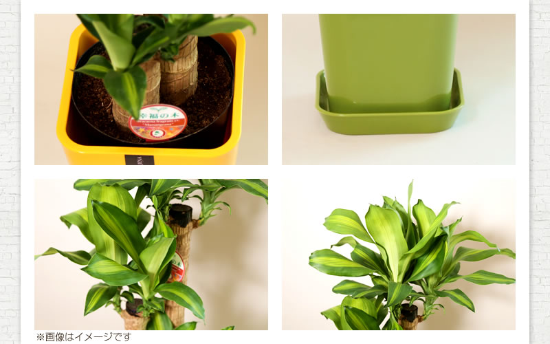 ふるさと納税 幸福の木 6号 カラーポット 白 全体の高さ 約60 70cm ドラセナ 鉢 観葉植物 植物 室内 おしゃれ インテリア 熊本県産 九州 国産 松村農園 送料無料 21年7月上旬から順次発送予定 Amedf Com Br