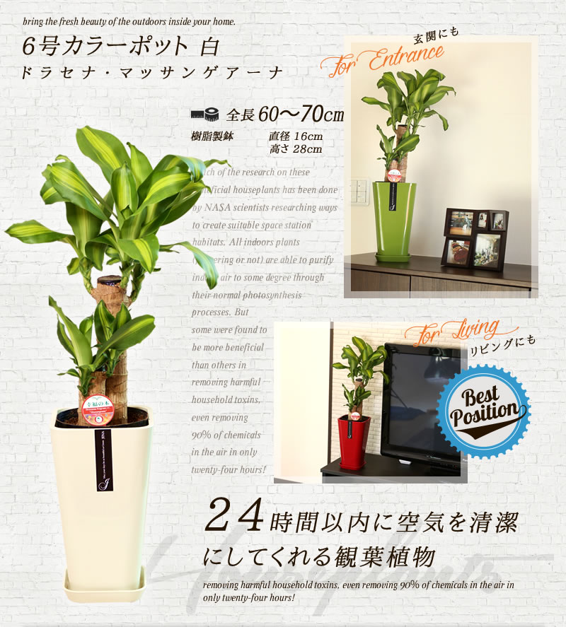 ふるさと納税 幸福の木 6号 カラーポット 白 全体の高さ 約60 70cm ドラセナ 鉢 観葉植物 植物 室内 おしゃれ インテリア 熊本県産 九州 国産 松村農園 送料無料 21年7月上旬から順次発送予定 Amedf Com Br