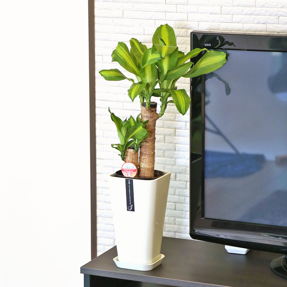 ふるさと納税 幸福の木 6号 カラーポット 白 全体の高さ 約60 70cm ドラセナ 鉢 観葉植物 植物 室内 おしゃれ インテリア 熊本県産 九州 国産 松村農園 送料無料 21年7月上旬から順次発送予定 Amedf Com Br