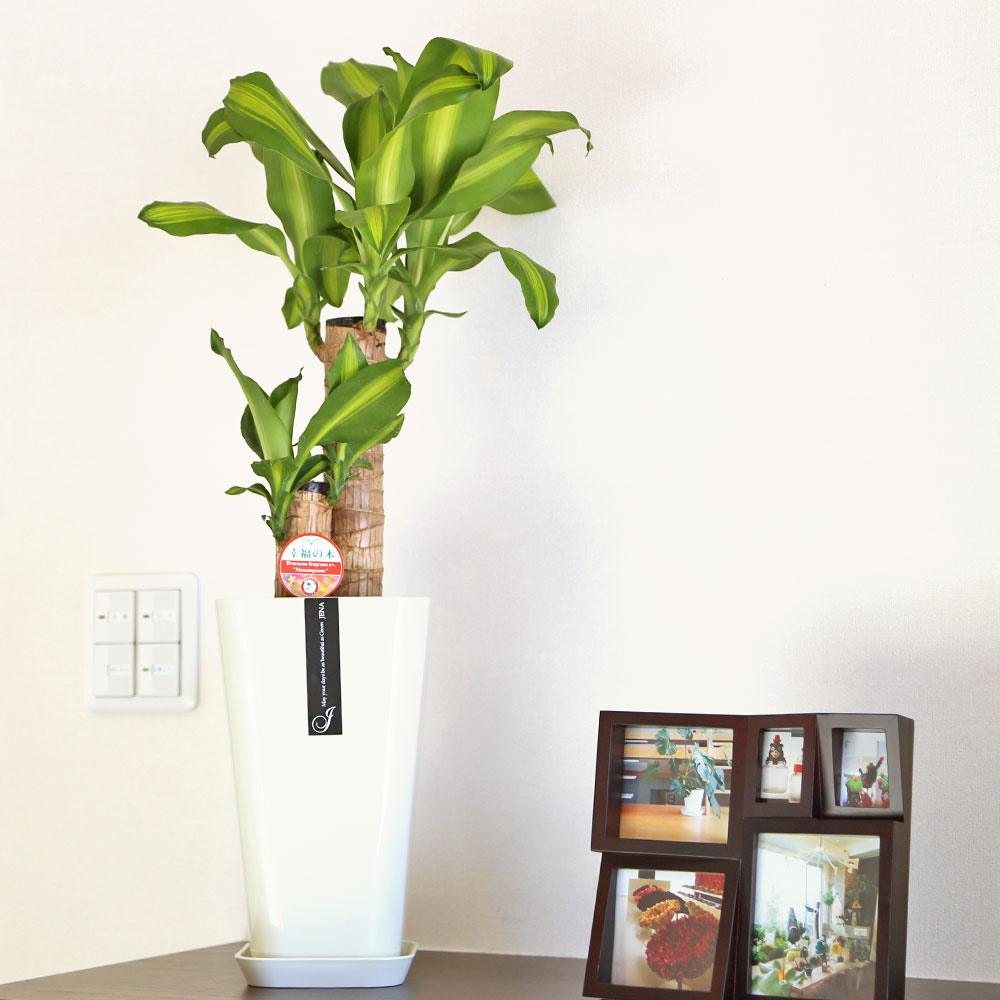 ふるさと納税 幸福の木 6号 カラーポット 白 全体の高さ 約60 70cm ドラセナ 鉢 観葉植物 植物 室内 おしゃれ インテリア 熊本県産 九州 国産 松村農園 送料無料 21年7月上旬から順次発送予定 Educaps Com Br