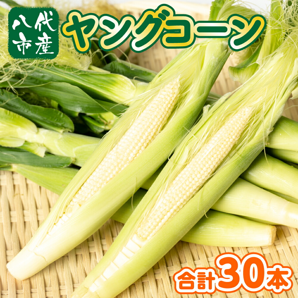 【ふるさと納税】 熊本県八代市産 ヤングコーン 30本 とうもろこし 朝採り 期間限定 八代産 熊本県産 国産 送料無料