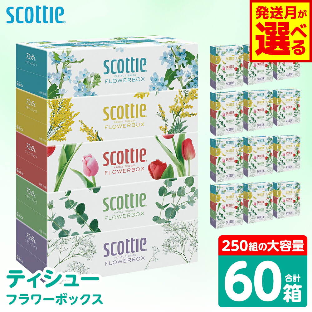 【ふるさと納税】 ＼8月以降メーカー価格改定／ 【選べる発送月】 【スコッティ】 ティシュー フラワーボックス 250組 60箱 ティッシュ 日用品 生活必需品 防災備蓄 ストック 備蓄 新生活 防災 消耗品 生活用品 日用消耗品 箱ティッシュ 送料無料｜熊本県八代市