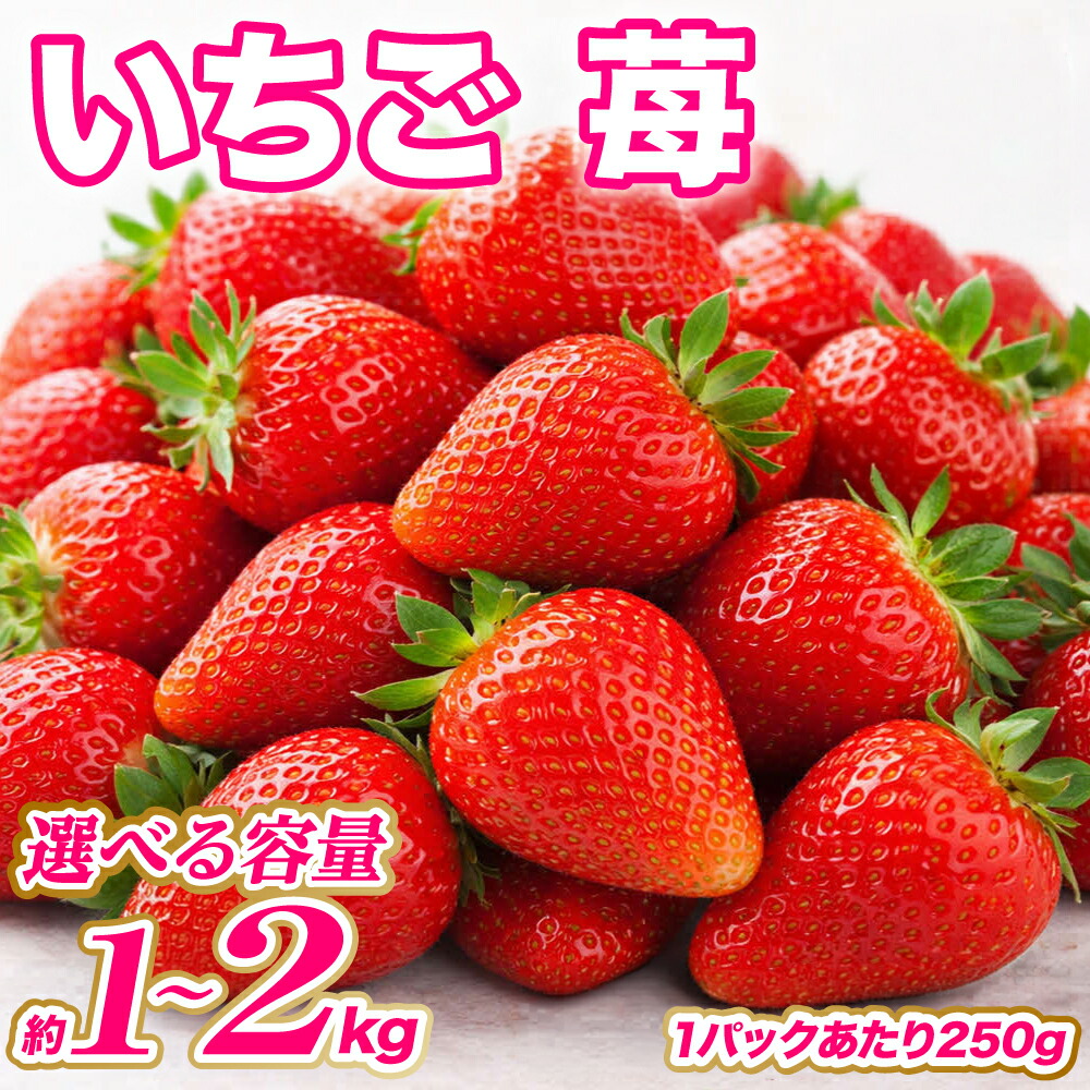 【ふるさと納税】【先行予約】【選べる内容量】 いちご 約1kg～2kg イチゴ 苺 果物 くだもの フルーツ 旬 ジャム スムージー スイーツ 熊本県 八代市 送料無料 【2027年1月上旬より順次発送】