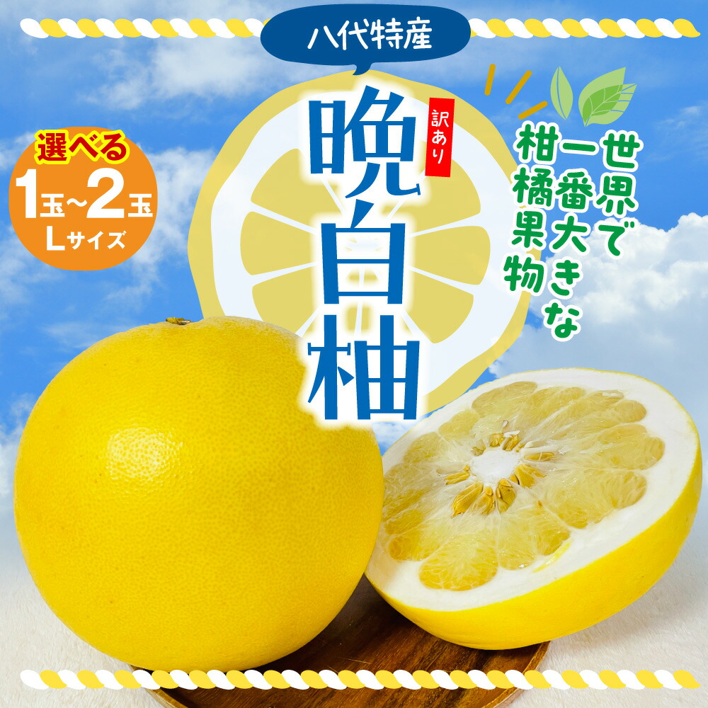 楽天市場】【ふるさと納税】 数量限定 八代市特産 晩白柚 Lサイズ 2玉