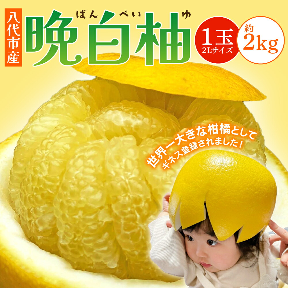 【ふるさと納税】 【先行予約】 八代市産 晩白柚 1玉 2Lサイズ 約2kg 果物 くだもの フルーツ 柑橘 柑橘類 贈り物 八代産 熊本県産 国産 送料無料 【2025年12月下旬より順次発送】