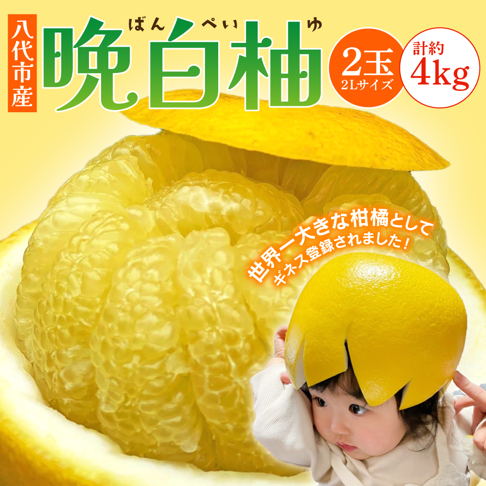 【ふるさと納税】 【先行予約】 八代市産 晩白柚 2玉 2Lサイズ 約4kg 果物 くだもの フルーツ 柑橘 柑橘類 贈り物 お正月飾り 柑橘の香り 縁起物 ジューシー 爽やかな甘味 爽やかな香り 八代産 熊本県産 国産 送料無料 【2025年12月下旬より順次発送】