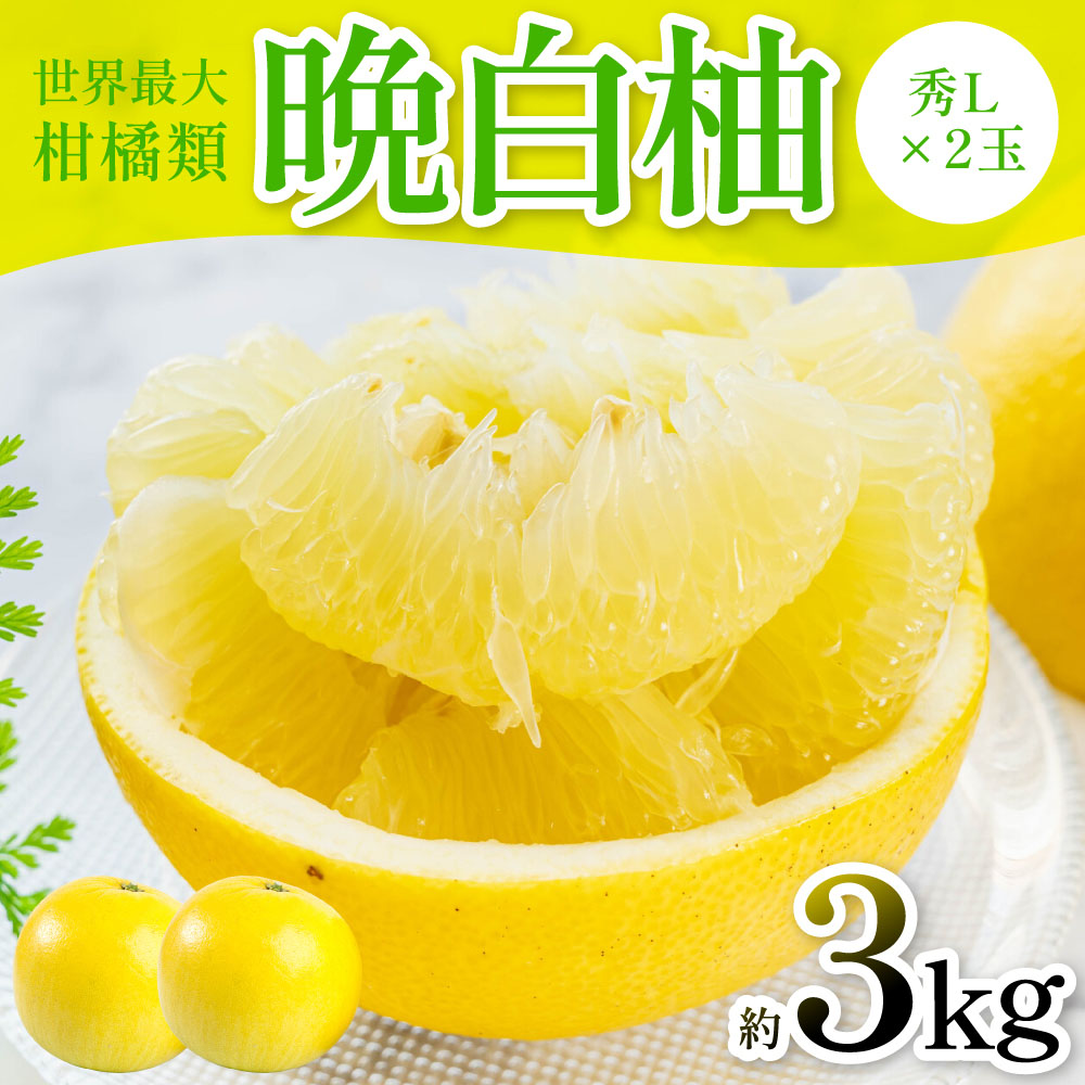 【ふるさと納税】 【先行予約】 晩白柚（秀L×2玉）約3kg ばんぺいゆ 果物 果実 くだもの フルーツ 柑橘 柑橘類 熊本県 八代市 送料無料 【2026年12月中旬より順次発送】