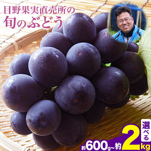 【ふるさと納税】【先行予約】ぶどう 選べる 約600g ～ 約700g 約1kg 約2kg 旬の品種( 巨峰 または 藤稔 または ブラックビート または ピオーネ ) 品種の指定不可 フルーツ 果物 新鮮 ブドウ 葡萄《8月上旬-9月上旬頃出荷》熊本県 荒尾市産