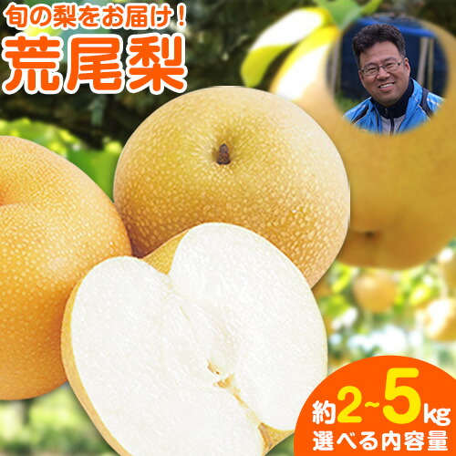【ふるさと納税】 梨 先行予約 梨 荒尾梨 約 2 ~ 2.5 kg (5~10玉) 約 4.5 ~ 5kg (6～18玉前後)  和梨 なし 秋 旬 熊本県 荒尾市産 なし フルーツ 果物 新鮮 目野果実直売所《7月下旬-10月上旬頃出荷》 愛甘水 幸水 秋麗 豊水 あきづき のいずれか 品種の指定はできません