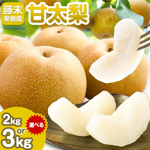 【ふるさと納税】 【2025年先行予約】 梨  甘太梨 選べる内容量 約 2kg 約 3kg 藤末果樹園 《2025年 9月中旬-9月下旬頃出荷》 熊本県 荒尾市 梨 なし 果物 フルーツ デザート かんたなし 送料無料