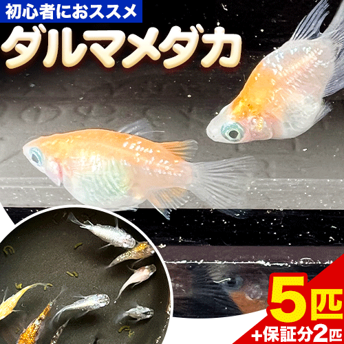 ■かぐや姫光(アルビノ)だるま半ダルマセルフィン入り計6匹！