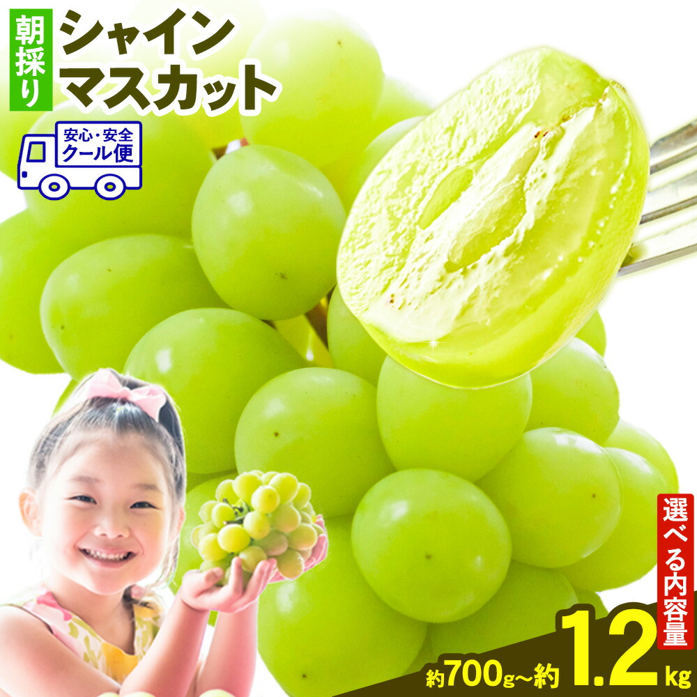 【ふるさと納税】シャインマスカット マスカット 朝採り シャインマスカット 選べる 1房 2房 700g 1.2kg  前田果樹園《8月下旬-9月末頃出荷》熊本県 荒尾市 旬 果物 フルーツ デザート ふるーつ ますかっと しゃいんますかっと