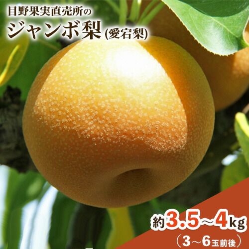 【ふるさと納税】愛宕梨 約3.5～4kg(3～6玉前後)  梨 秋 旬 なし フルーツ 果物 新鮮 常温便《11月下旬-12月末頃出荷》熊本県 荒尾市産 目野果実直売所 荒尾梨 青果物