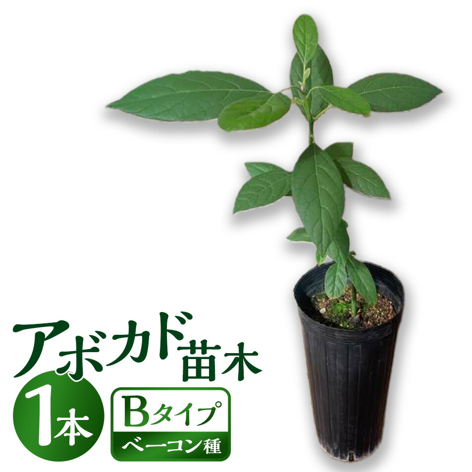 楽天市場】【ふるさと納税】【数量限定】アボカド苗木 1本 5号～6号 A