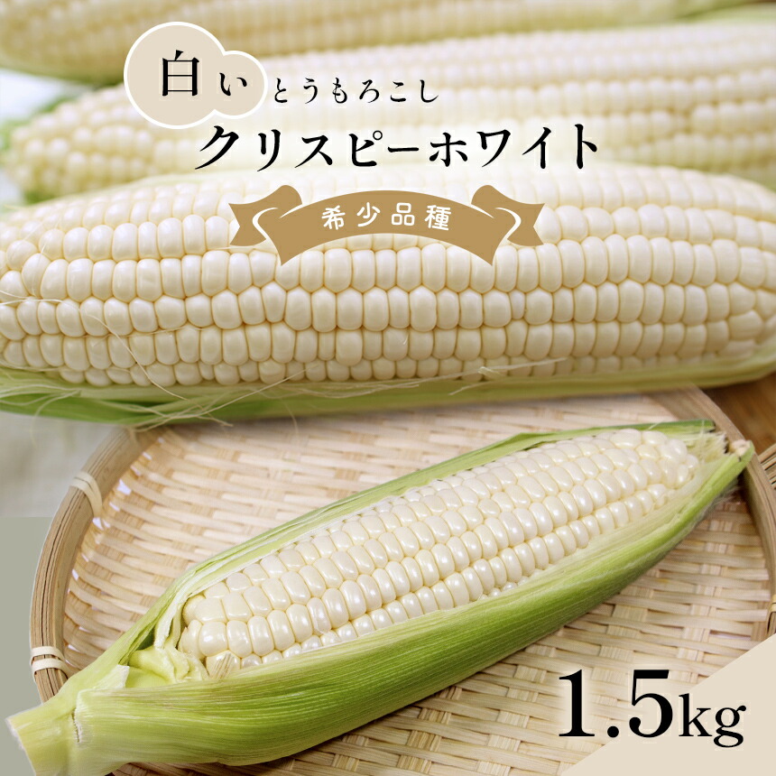 【ふるさと納税】 クリスピーホワイト 白い とうもろこし 約 1.5kg 野菜 産地直送 生産者直送 マエダファーム 熊本 玉名 送料無料