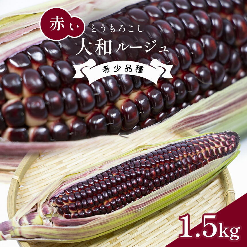 【ふるさと納税】 大和ルージュ 赤い とうもろこし 約 1.5kg 野菜 産地直送 生産者直送 マエダファーム 熊本 玉名 送料無料