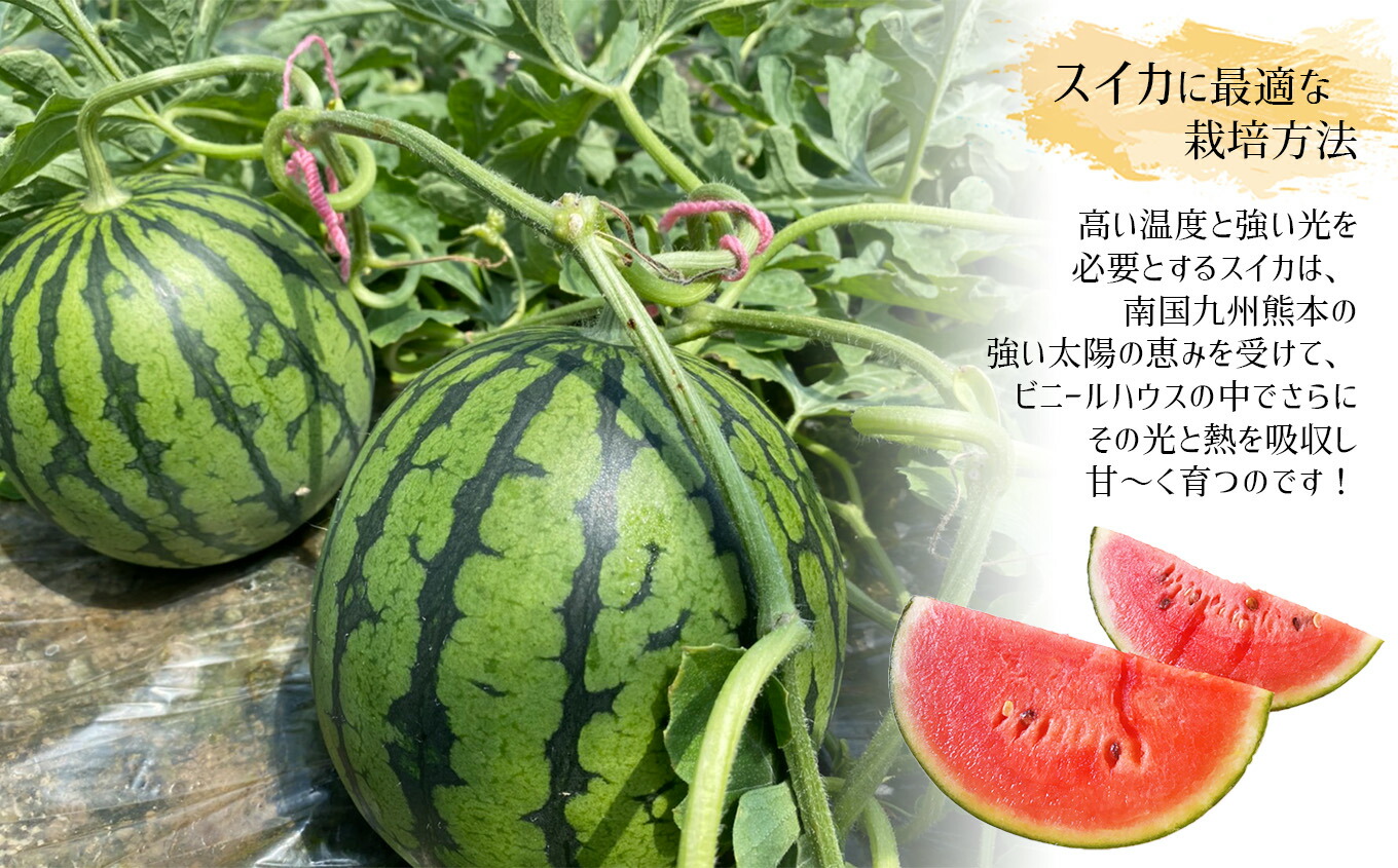 ふるさと納税 小玉子スイカ 2玉 丹赤 熊本県 玉名創生 すいか 果物 フルーツ 薄皮で寛闊 Hqb Be
