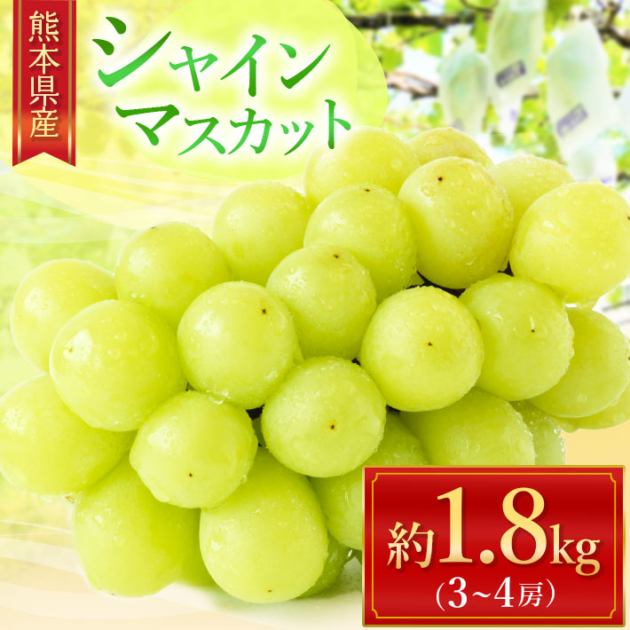 【ふるさと納税】シャインマスカット 約 1.8kg （3～4房） | フルーツ 果物 ぶどう 葡萄 新鮮 農家直送 リテイファーム 産地直送 生産者直送 玉名 熊本 送料無料