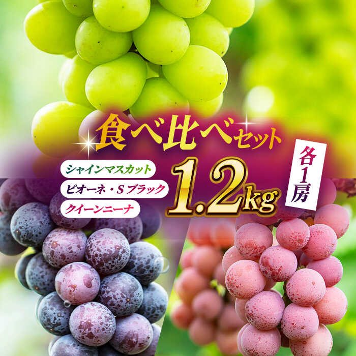 【ふるさと納税】【先行予約】【数量限定】ぶどうの宝石 3色 食べ比べセット 計1.2kg（3房） ぶどう 葡萄 ブドウ シャインマスカット ピオーネ Sブラック クイーンニーナ 果物 くだもの フルーツ マスカット 国産 九州産 熊本産 山鹿市 送料無料【合同会社 社方園】[ZBZ004]