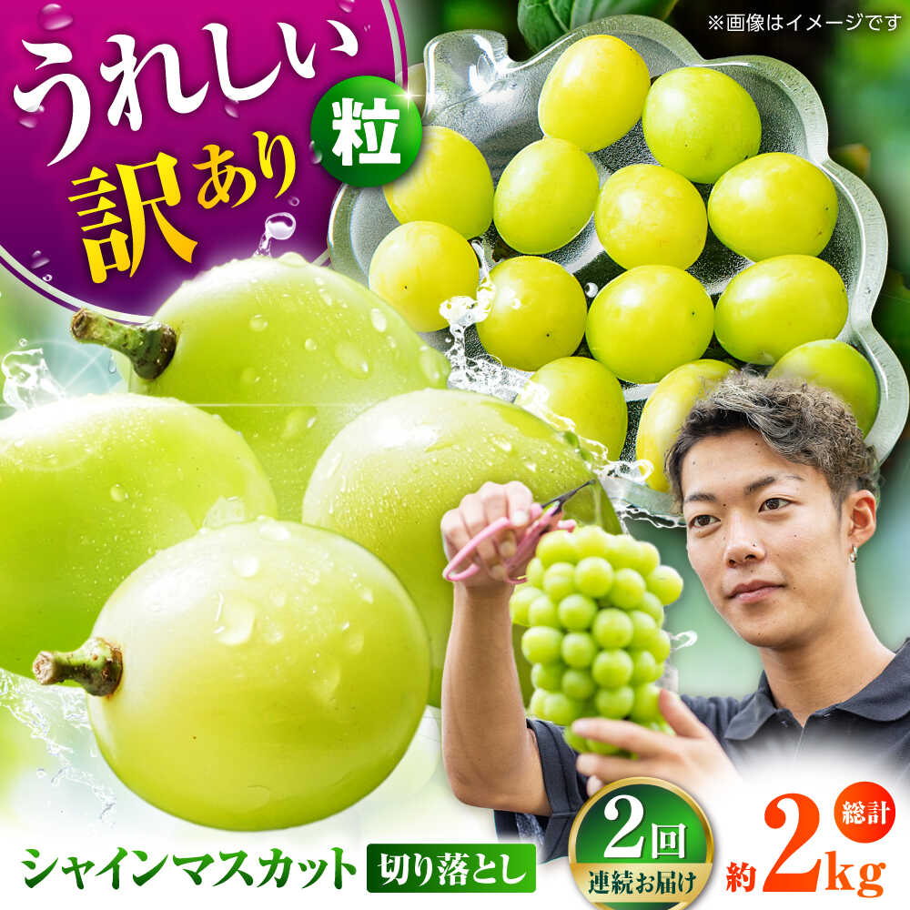 ふるさと納税 ぶどう マスカット 熊本県 山鹿市 先行予約 訳あり シャインマスカット 約1.5kg(3〜4房) 合同会社 社方園 ZBZ030 【楽天 市場】【ふるさと納税】【2026年発送先行予約】社方園の シャインマスカット 一房 化粧箱入り ブドウ 葡萄 おすすめ 国産 熊本県 山鹿 ...