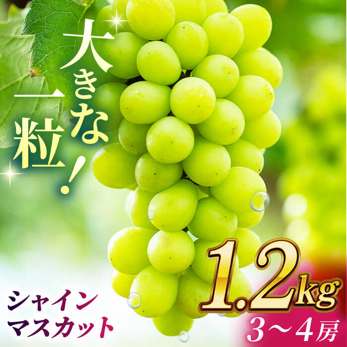 【ふるさと納税】【先行予約】【数量限定】シャインマスカット 1.2kg(3～4房)【合同会社 社方園】[ZBZ012] ブドウ 葡萄 おすすめ 国産 熊本県 山鹿 果物 くだもの フルーツ 人気 ランキング ブランド キャンペーン 特産品 産地 甘い 果汁 九州 季節 旬 評価 口コミ 送料無料