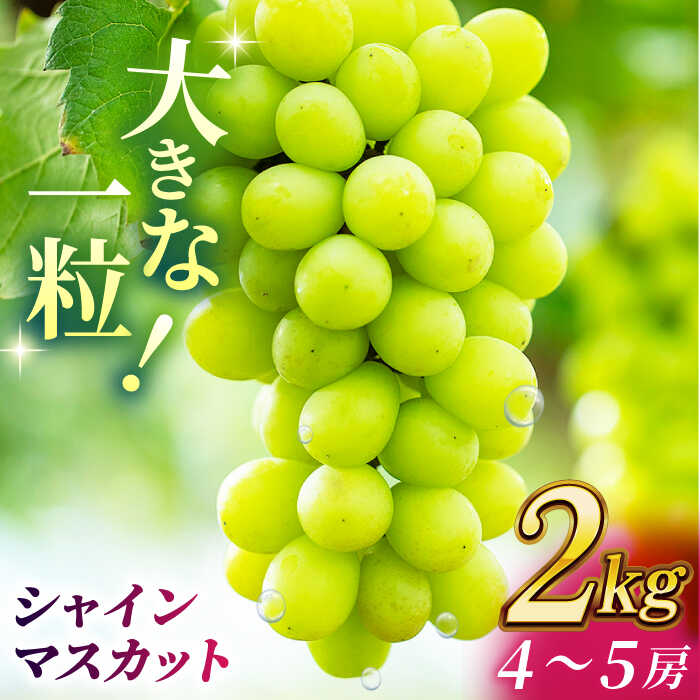 【ふるさと納税】【先行予約】【数量限定】シャインマスカット 2kg(4～5房)【合同会社 社方園】[ZBZ013] ブドウ 葡萄 おすすめ 国産 熊本県 山鹿 果物 くだもの フルーツ 人気 ランキング ブランド キャンペーン 特産品 産地 甘い 果汁 九州 季節 旬 評価 口コミ 送料無料