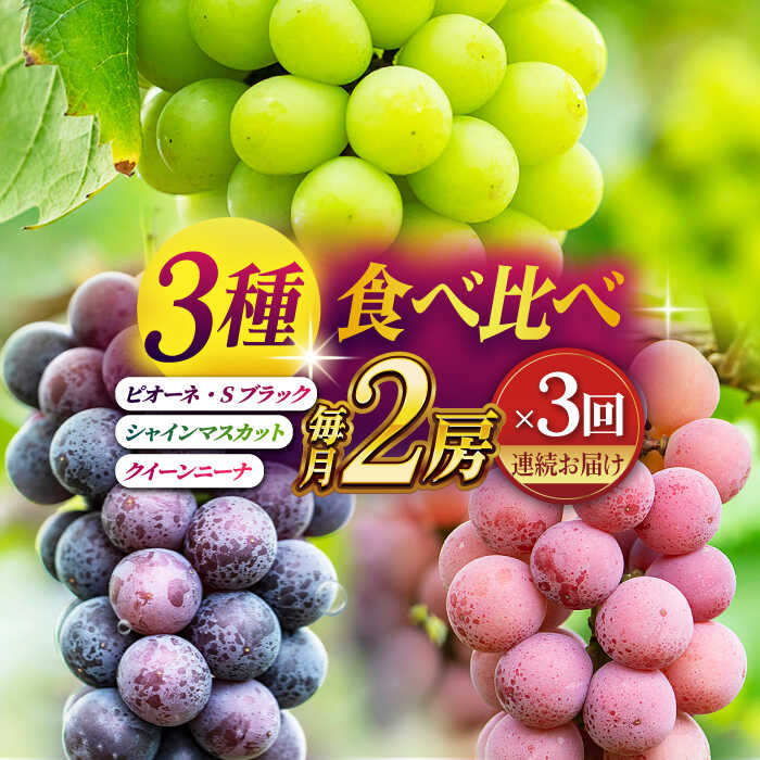 【ふるさと納税】【先行予約】【数量限定】【3回定期便】ぶどうの宝石 3色 定期便 約400g×2房【合同会社 社方園】[ZBZ026] ブドウ 葡萄 おすすめ 国産 熊本県 山鹿 果物 くだもの フルーツ 人気 ランキング 特産品 種類 産地 季節 ブランド 地域 口コミ 事業者応援 送料無料