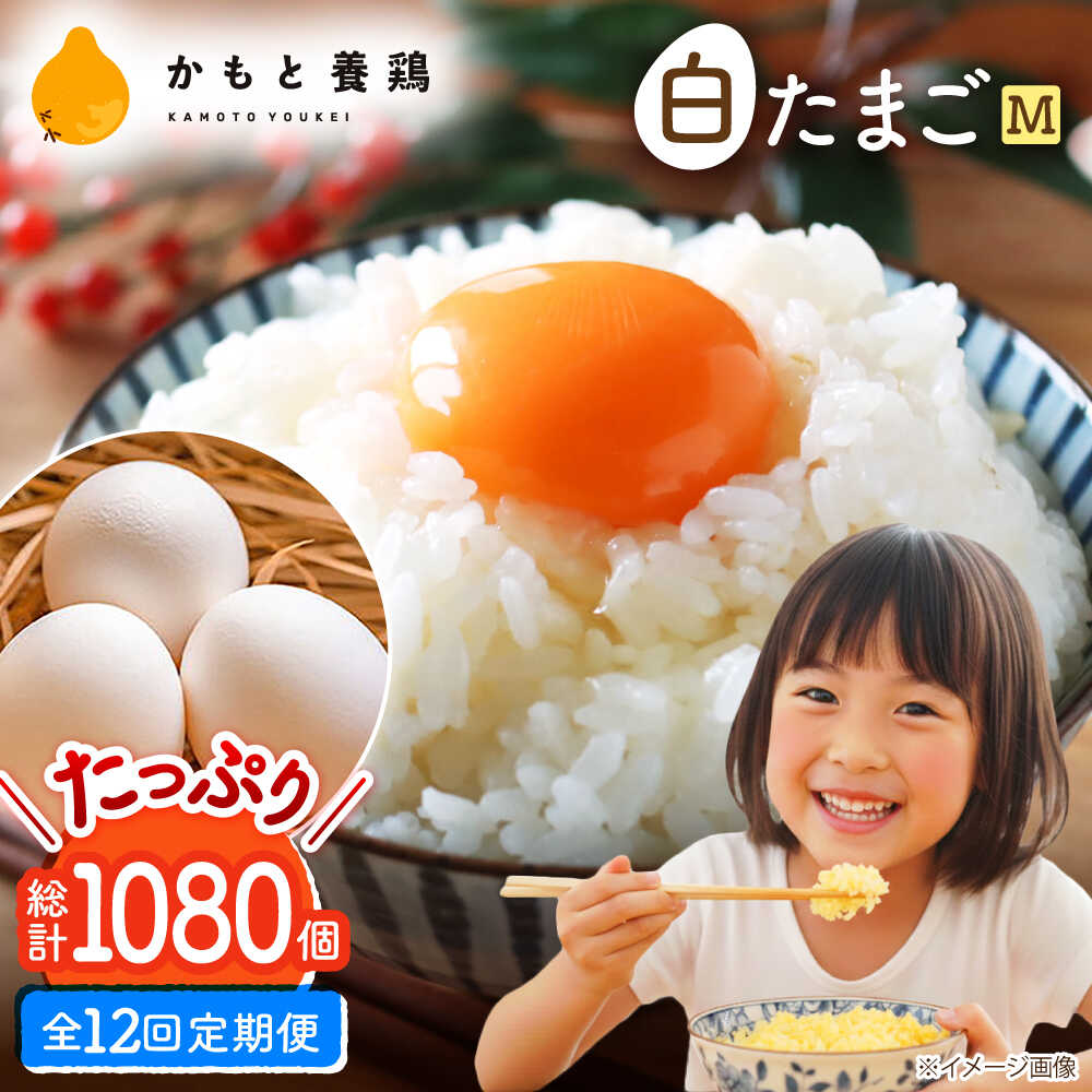 【ふるさと納税】【全12回定期便】白たまご M玉 90個（85個＋5個割れ保証）【農事組合法人 鹿本養鶏組合】[ZCA008] 鶏卵 玉子 たまごかけご飯 卵かけご飯 卵焼き 白卵 白たまご 定期便