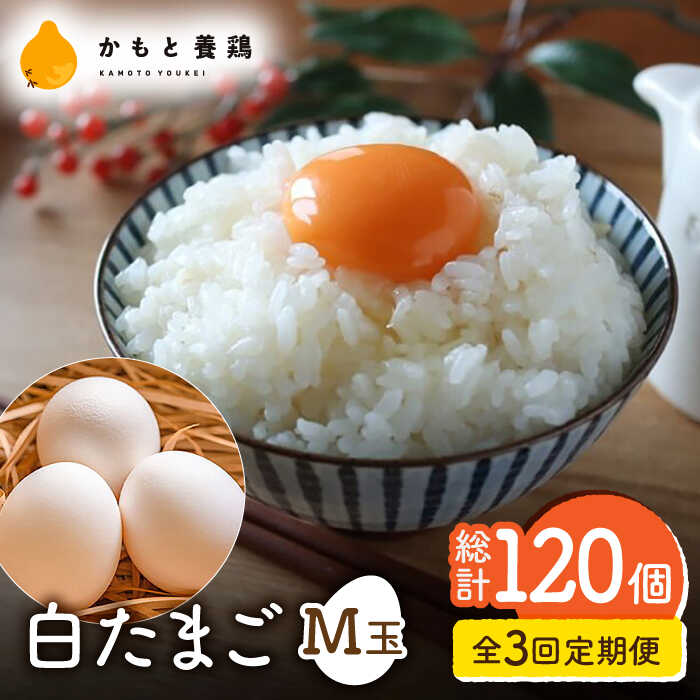 【ふるさと納税】【全3回定期便】【化粧箱入り】白たまご M玉 40個（37個＋3個割れ保証）【農事組合法人 鹿本養鶏組合】[ZCA010] 贈答用 贈答  鶏卵 玉子 たまごかけご飯