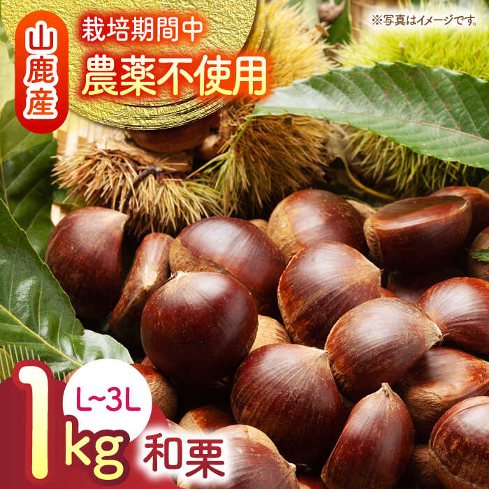 【ふるさと納税】【数量限定】【先行予約】 和栗 約1kg L～3L 【すみれファーム】[ZEP057]