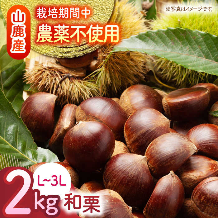 【ふるさと納税】【数量限定】【先行予約】 和栗 約2kg（約1kg×2袋） L～3L 【すみれファーム】[ZEP058]