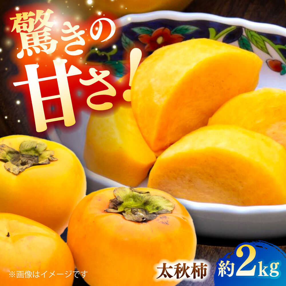 【ふるさと納税】【先行予約】【数量限定】太秋柿 約2kg【日本フルーツ株式会社】[ZFJ021]