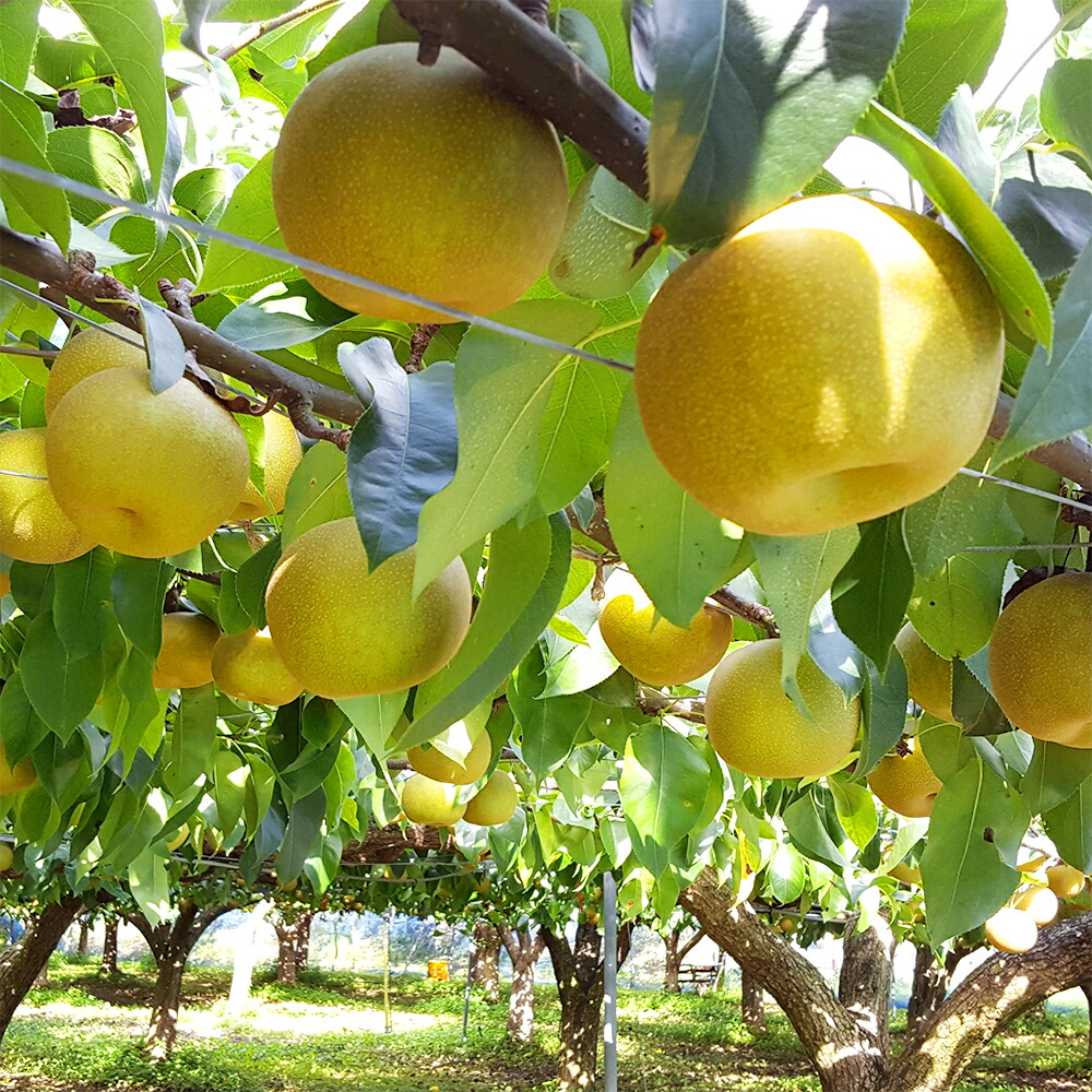 市場 ふるさと納税 国産 ジャンボ梨 新高 ナシ フルーツ 有袋栽培 約5kg 秋麗 なし 梨 果物