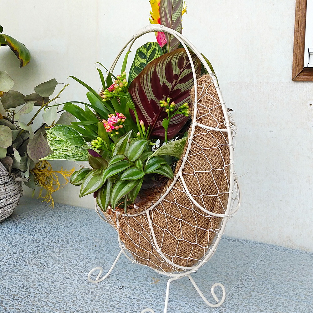 ふるさと納税 植物アレンジ Bringgreen 観葉植物 高さ50cm 幅35cm 奥行cm インテリア 植物 エコ素材 手作り ギフト 贈り物 送料無料 Prescriptionpillsonline Is