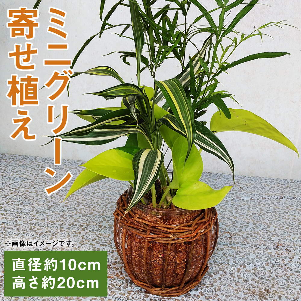 正規激安 ふるさと納税 雑貨 植物 花 観葉植物 お部屋で過ごす時間が増え 室内のインテリアとして観葉植物が人気です 柳カズラのカバーを施したガラス容器に衛生的なエコスギチップで寄せ植えをアレンジしております Green ミニグリーン寄せ植え Bring 贈物