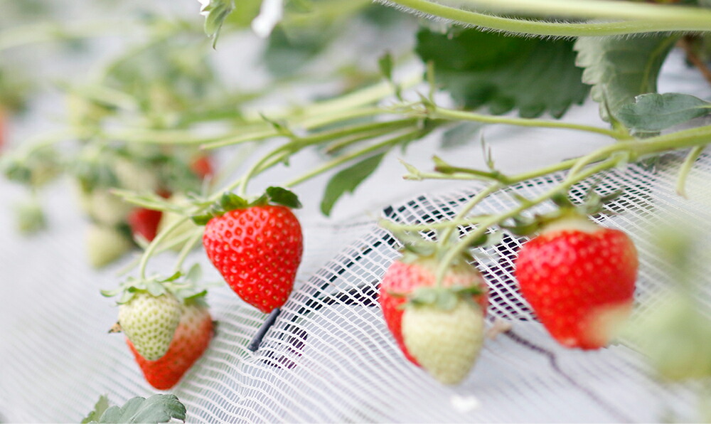 ふるさと納税 厳選 いちご詰め合わせ 合計約1 2kg 約400g 3パック 品種おまかせ 桃の香 紅ほっぺ ゆうべに さがほのか ひのしずく かおりの 苺 イチゴ 菊池市産 熊本県 フルーツ 果物 送料無料 ゆりかーご使用 21年12月下旬より順次発送予定 Rvcconst Com