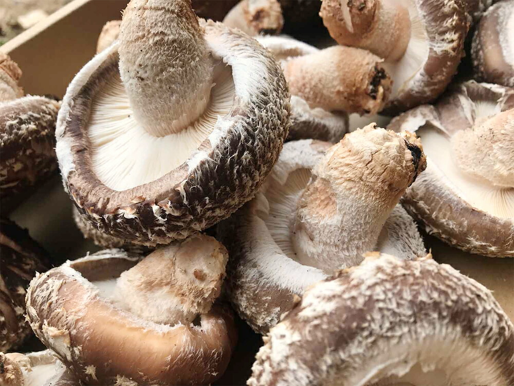 【ふるさと納税】【定期便計2回】肉厚原木生椎茸1kg(秋・春お届け)しいたけきのこ熊本県産九州産国産送料無料