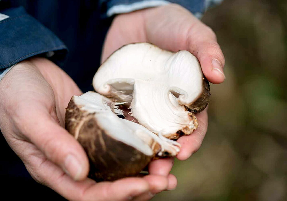 【ふるさと納税】【定期便計2回】肉厚原木生椎茸1kg(秋・春お届け)しいたけきのこ熊本県産九州産国産送料無料