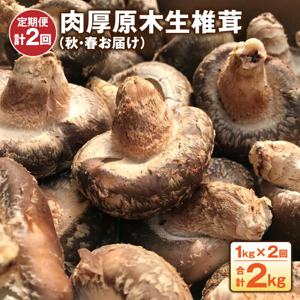 肉厚原木生椎茸 1kg しいたけ 春お届け 秋 肉厚原木生椎茸 1kg しいたけ