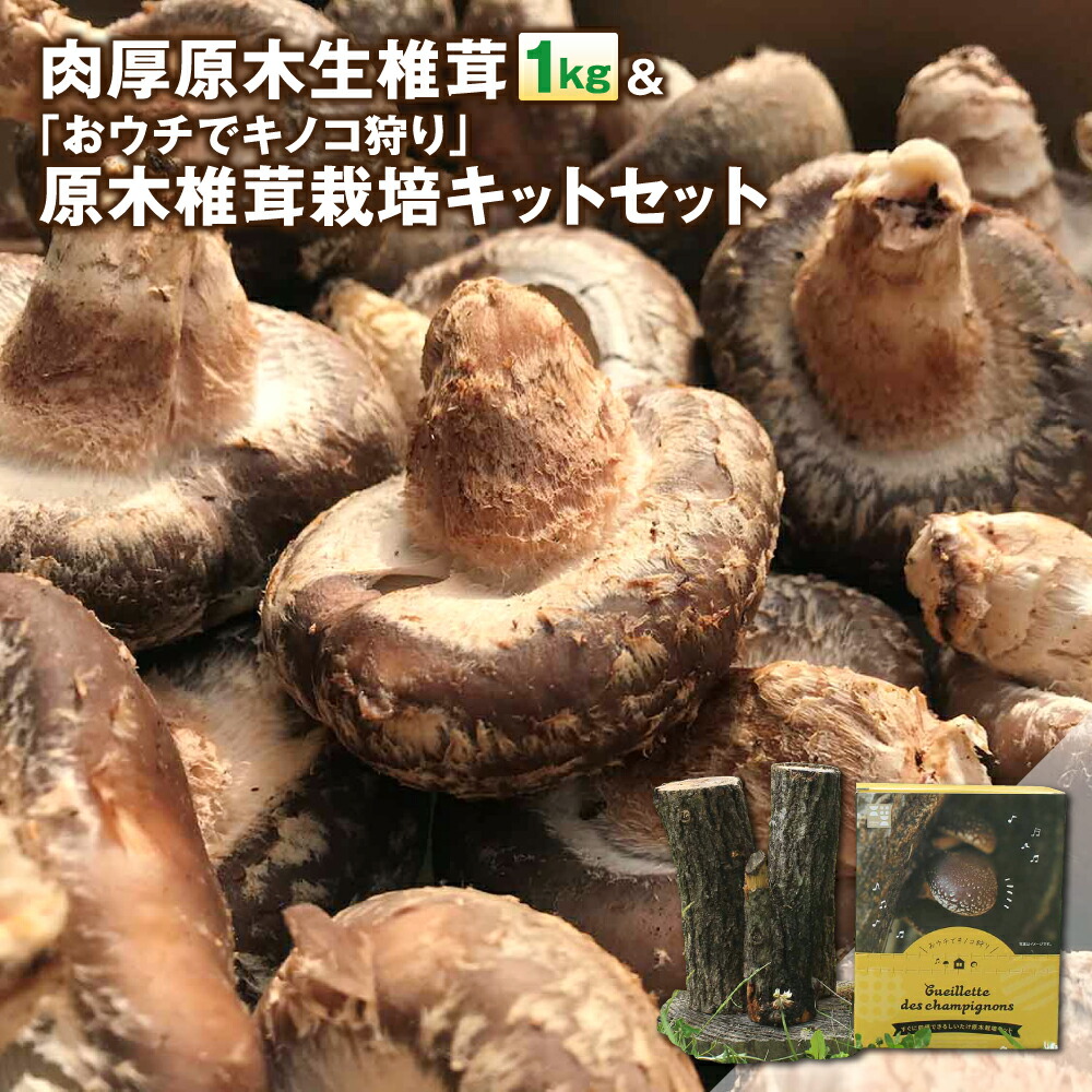 市場 ふるさと納税 1kg 原木椎茸栽培キットセット おウチでキノコ狩り 肉厚