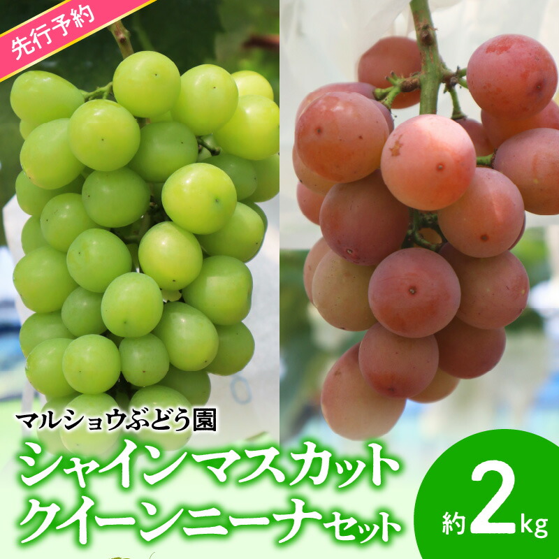 【ふるさと納税】シャインマスカット クイーンニーナ  セット 約2kg マスカット 葡萄 フルーツ 果物 果実 皮ごと 種なし 赤ブドウの女王 エコファーマー マルショウぶどう園 お取り寄せ 贈り物 プレゼント お土産 送料無料 【熊本県宇土市】